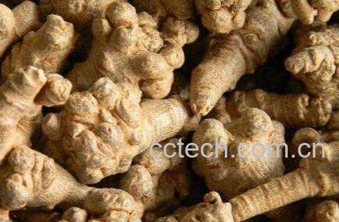 三七参的功效与作用-0