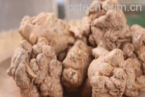 三七参的功效与作用-1