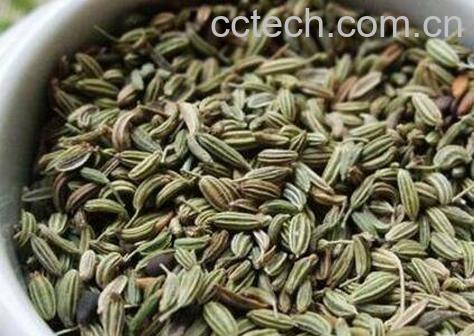 小茴香的功效与作用及药用价值-0