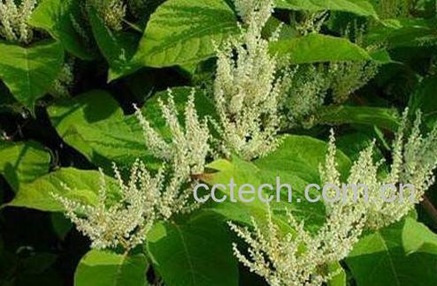 虎杖的功效与作用及食用方法-1