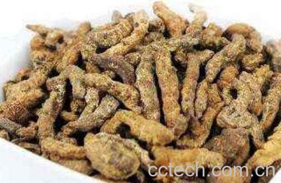 炒僵蚕的功效与作用及常见用法-1