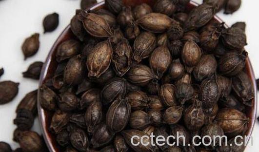 焦栀子的功效与作用及药用价值-0