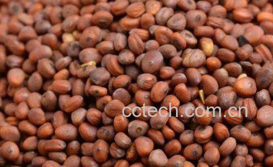 炒菜菔子的功效与作用-1