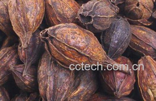 焦栀子的功效与作用及药用价值-1