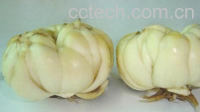 百合的功效与作用-0