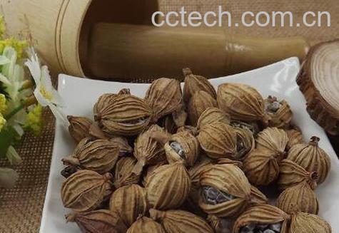 砂仁的功效与作用 砂仁的妙用-0