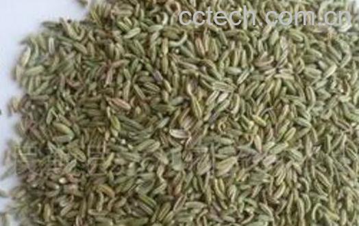 茴香籽的功效与作用及药用价值-0