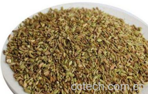 茴香籽的功效与作用及药用价值-1