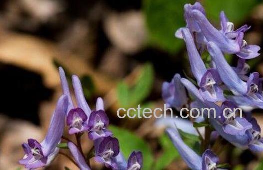 延胡索的功效与作用 延胡索怎么吃-1