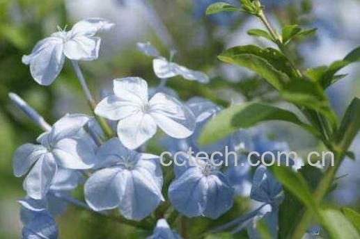 延胡索的功效与作用 延胡索怎么吃-0