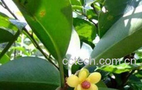 血香的功效与作用及药用价值-0