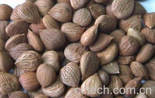 炒苦杏仁的作用与功效-0