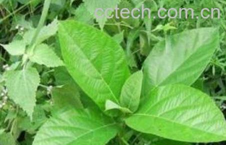 血香的功效与作用及药用价值-1