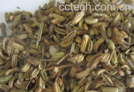 大茴香籽的功效与作用-0