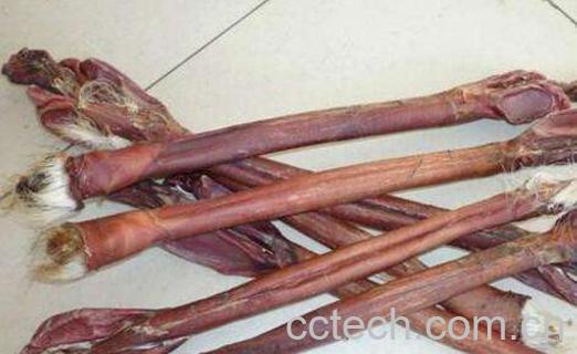 鹿鞭的功效与作用-0