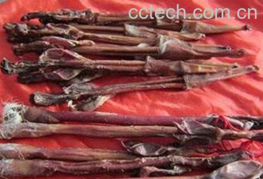 鹿鞭的功效与作用-1