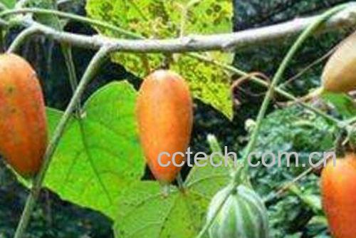 王瓜的功效与作用及药用价值-1