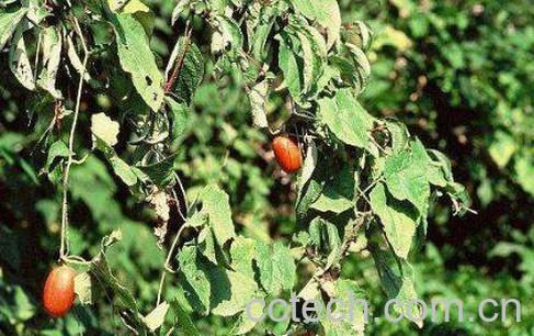 王瓜的功效与作用及药用价值-0