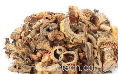 桑白皮的功效与作用及药用价值-0