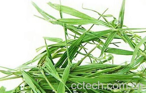 淡竹叶的功效与作用及药用价值-0