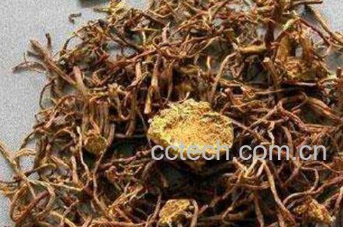 蜜紫菀的功效与作用-0