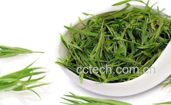 淡竹叶的功效与作用及药用价值-1