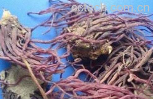 蜜紫菀的功效与作用-1