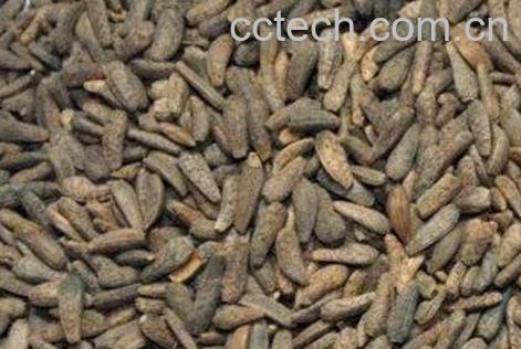 炒牛蒡子的功效与作用-0