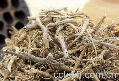 白前的功效与作用及药用价值-0