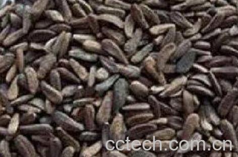 炒牛蒡子的功效与作用-1