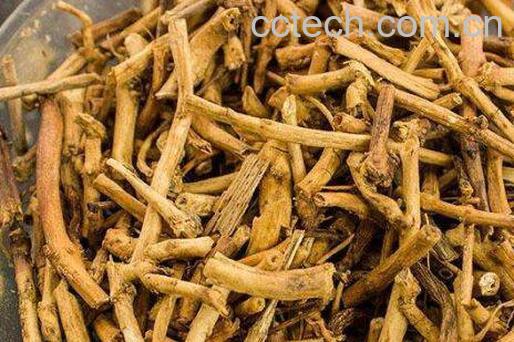 白前的功效与作用及药用价值-1