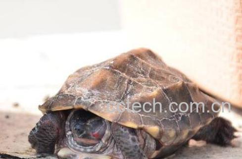 王八血生喝有啥好处 喝王八血的副作用-0