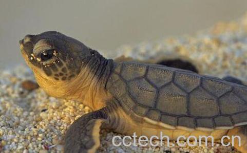 王八血生喝有啥好处 喝王八血的副作用-1