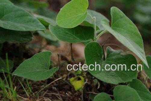 寻骨风的功效与作用及药用价值-0