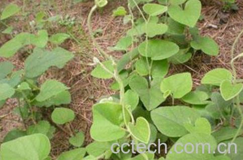 寻骨风的功效与作用及药用价值-1