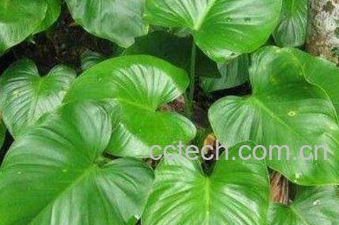 千年健的功效与作用及副作用-0