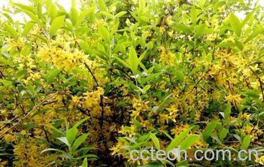 连翘的功效与作用及药用价值-1