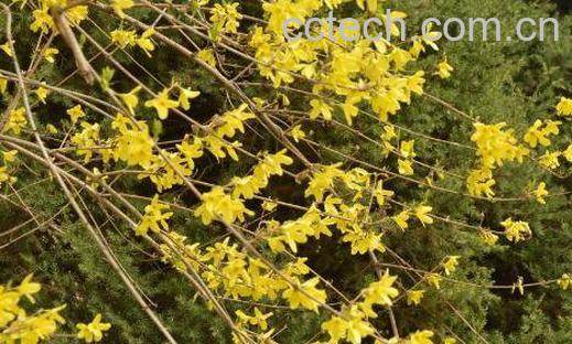 连翘的功效与作用及药用价值-0