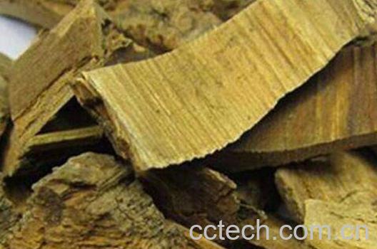 海桐皮的功效与作用及药用价值-1