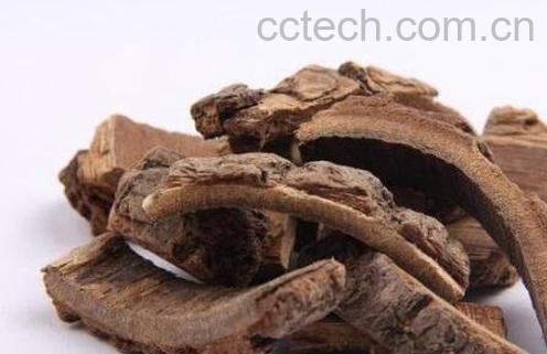 海桐皮的功效与作用及药用价值-0