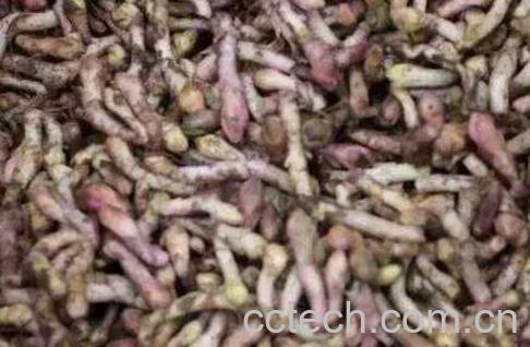 款冬花的功效与作用及注意事项-0