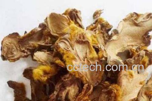  狗脊的功效与作用及药用价值-0