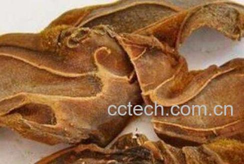  狗脊的功效与作用及药用价值-1