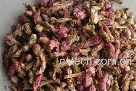 款冬花的功效与作用及注意事项-1