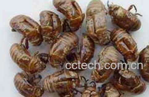 蝉蜕的功效与作用及禁忌-0