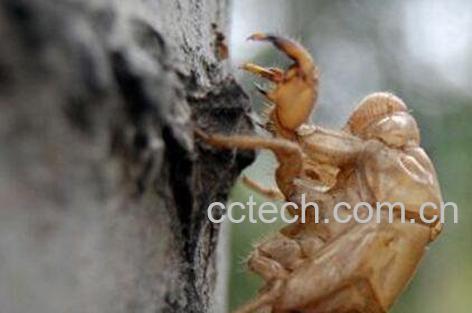 蝉蜕的功效与作用及禁忌-1