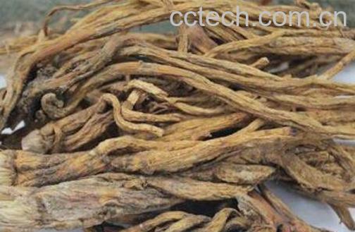 秦艽的功效与作用及药用价值-1