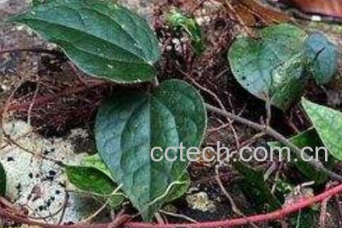 海风藤的功效与作用及禁忌-0