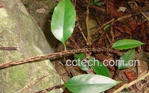 海风藤的功效与作用及禁忌-1