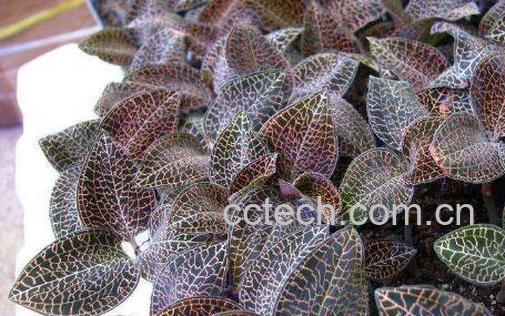 金线莲的功效与作用及药用价值-0